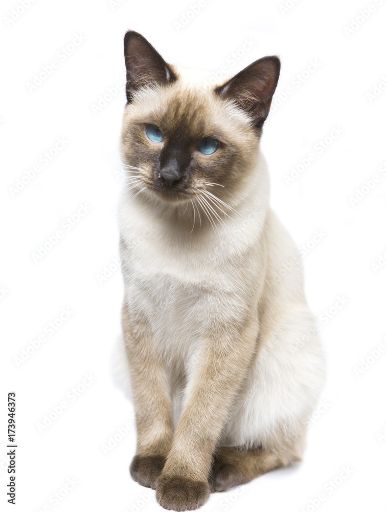 cat sleek haired (Mekong bobtail, tailless)