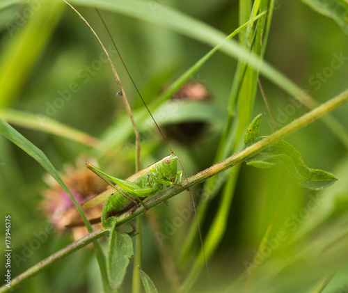 Long-Winged Conehead Bush Cricket