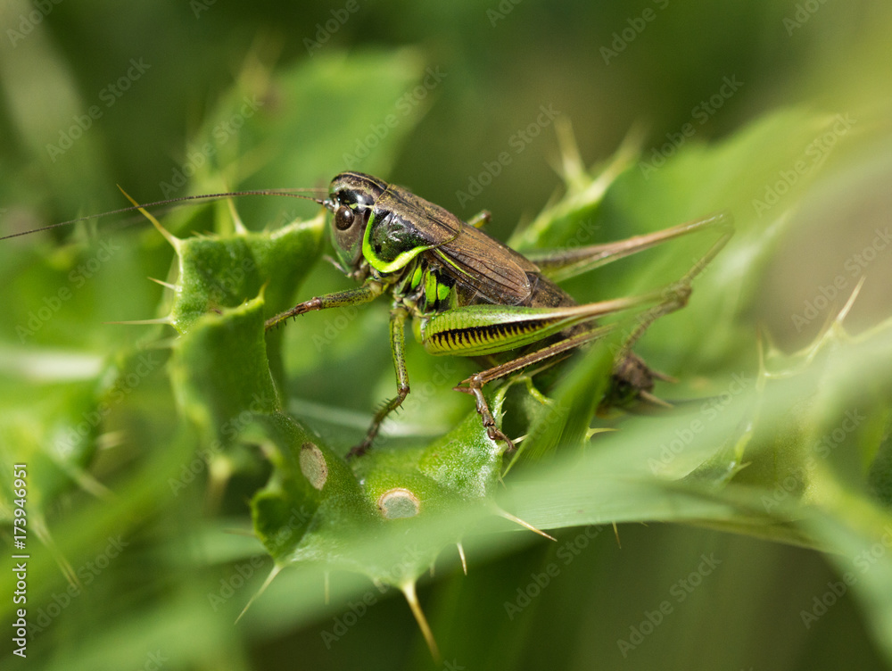 Roesel's Bush Cricket on some Holly Roesel's Bush Cricket on some Holly