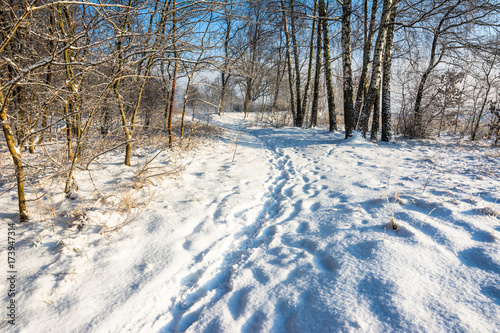 Scenic winter landscape with snow on path through park and blue sky, white christmas concept © alicja neumiler