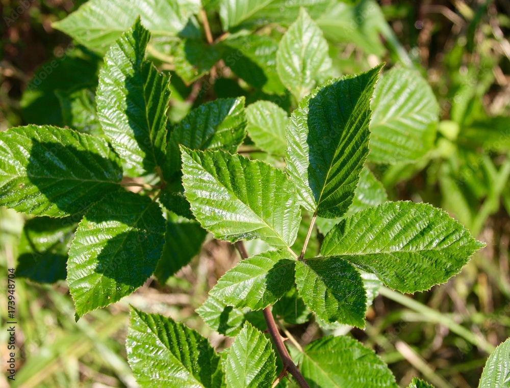 The sunlit green summer leaves on a close up view.