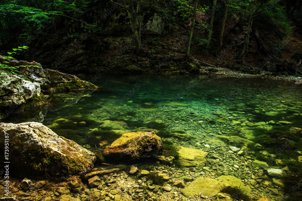 Fototapeta premium Amazing forest landscape.