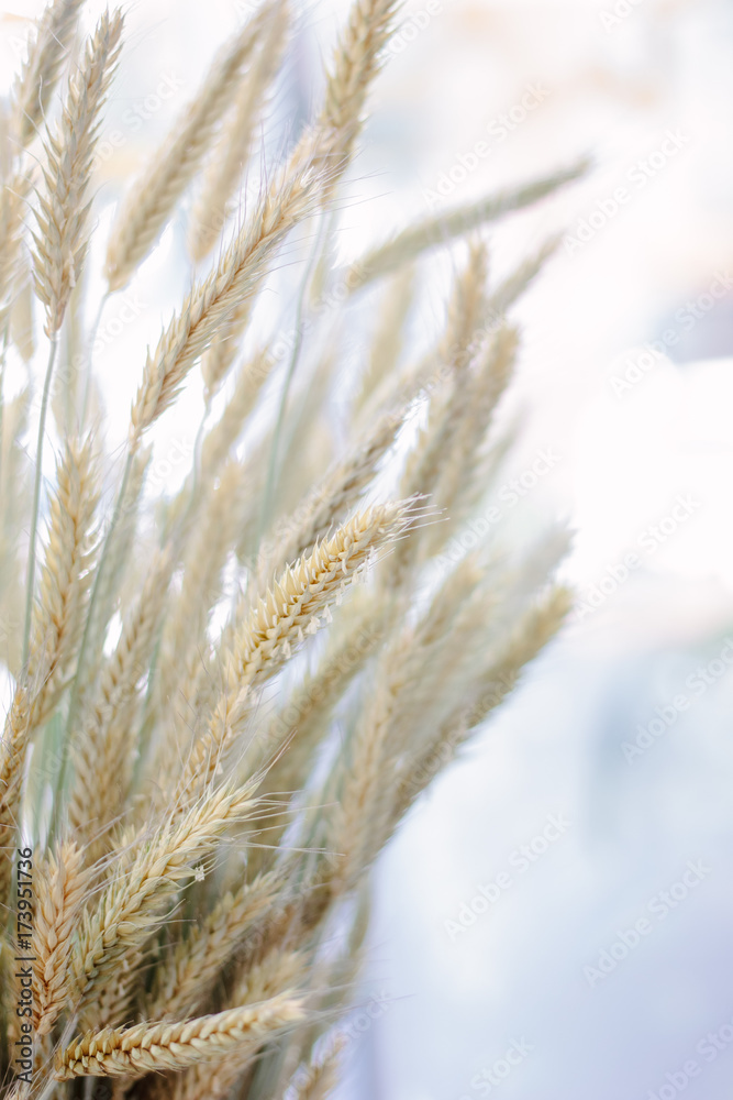 Wheat spikelets at hip Wheat spikelets at hip