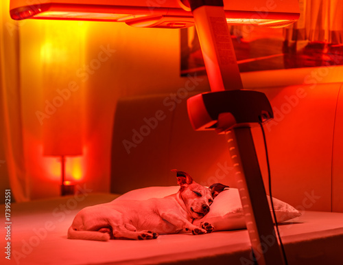 Εκτύπωση καμβά red light therapy dog
