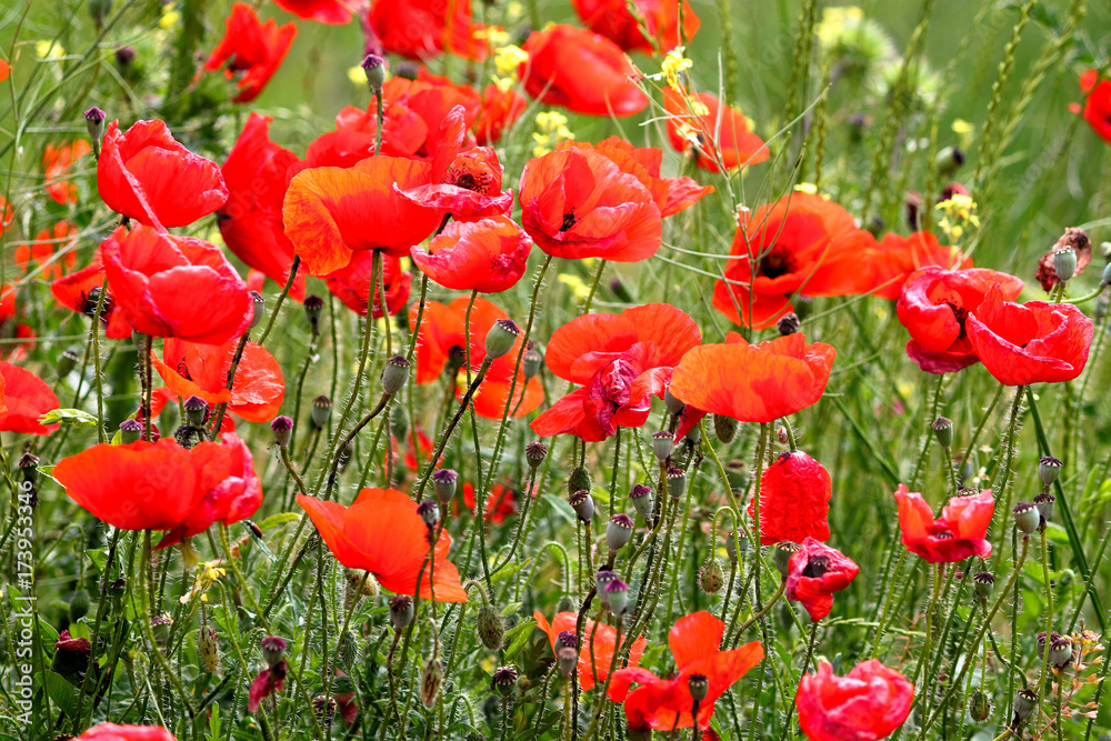 Naklejka premium Flowers Red poppies blossom on wild field. Beautiful field red poppies with selective focus. Red poppies in soft light. Opium poppy. Natural drugs. Glade of red poppies. Lonely poppy. Soft focus blur