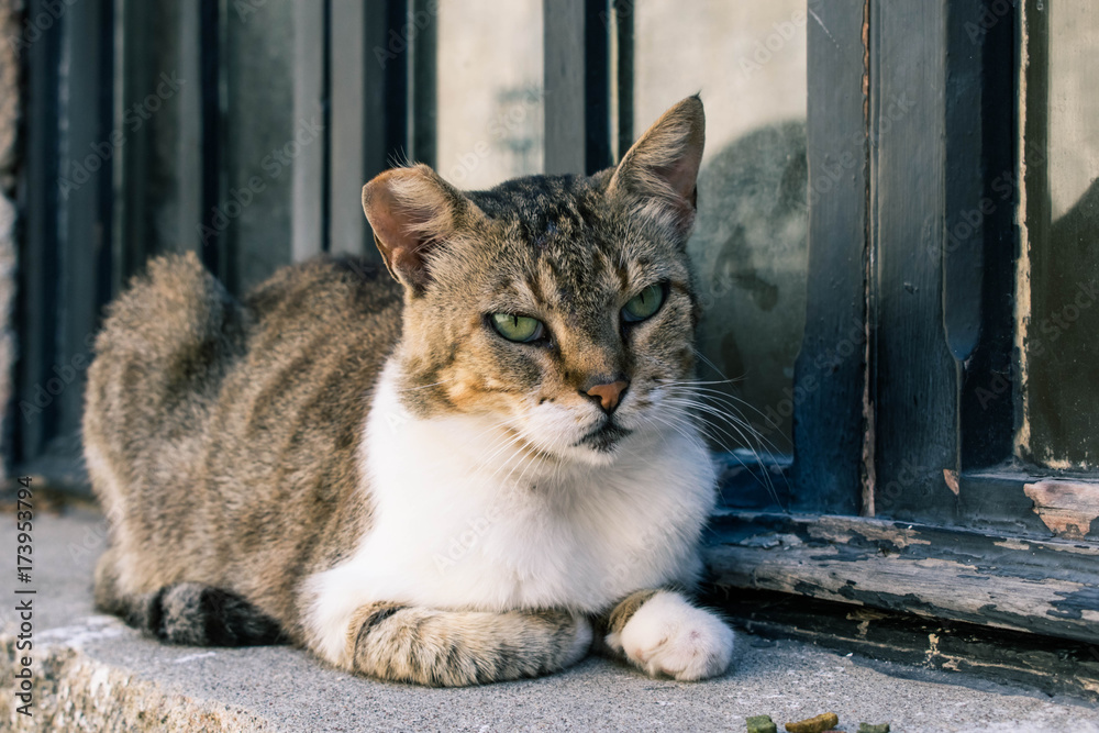 Obraz premium Cat