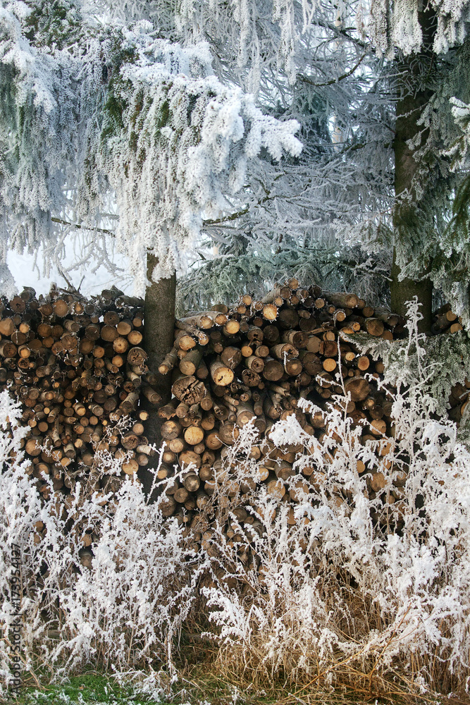 Frozen fir tree branches, last-year's grass and stack of firewood.