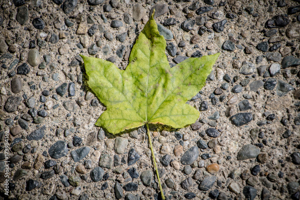 A single maple leaf laying against a pebbled path. A single maple leaf laying against a pebbled path.