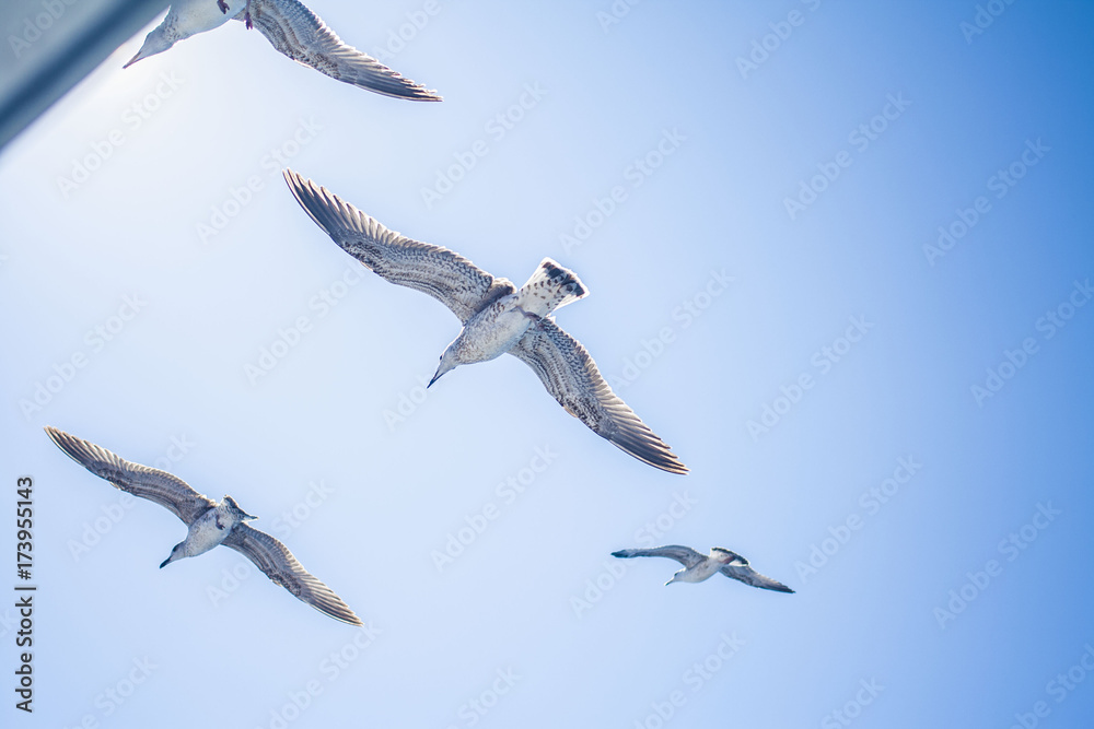 Fototapeta premium bird sky wings seagull 