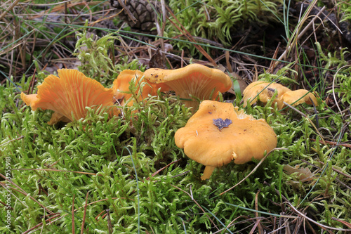 Pieprznik jadalny (Cantharellus cibarius Fr.) photo