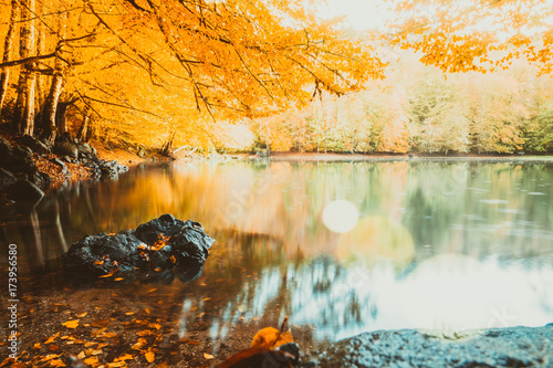 Fototapeta Naklejka Na Ścianę i Meble -  Soft view of autumn landscape, dry trees, golden sky, tree reflected in lake, seasons change, sunny day, autumnal park, fall nature.