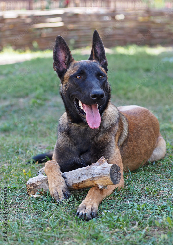 The young dog Belgian Malinois guards a wooden subject