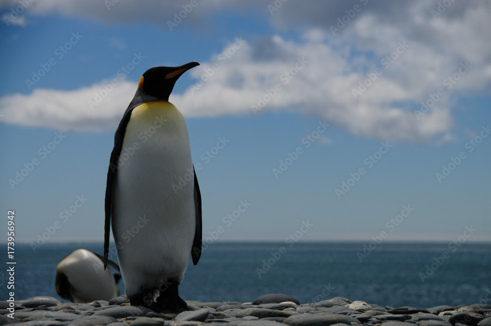 Fototapeta premium King Penguins on Salisbury plains