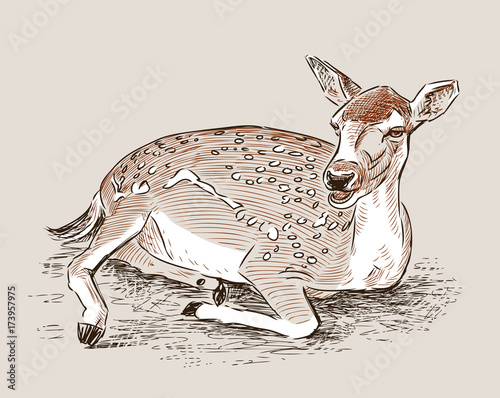 A roe deer is lying