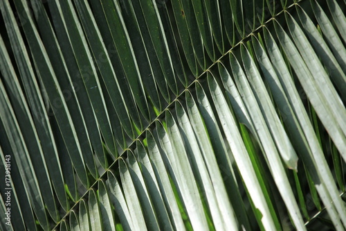 Palm Leaf - Bigodi Swamps - Uganda