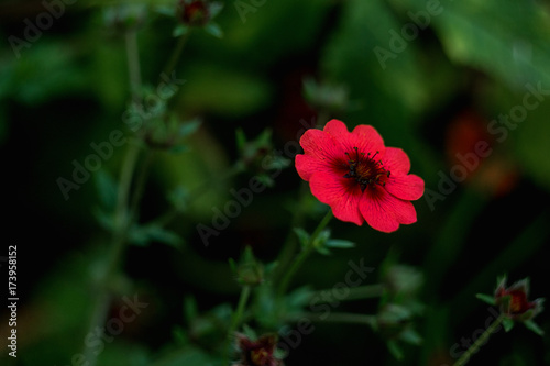 Potentilla nepalensis, pink flower on a green background photo