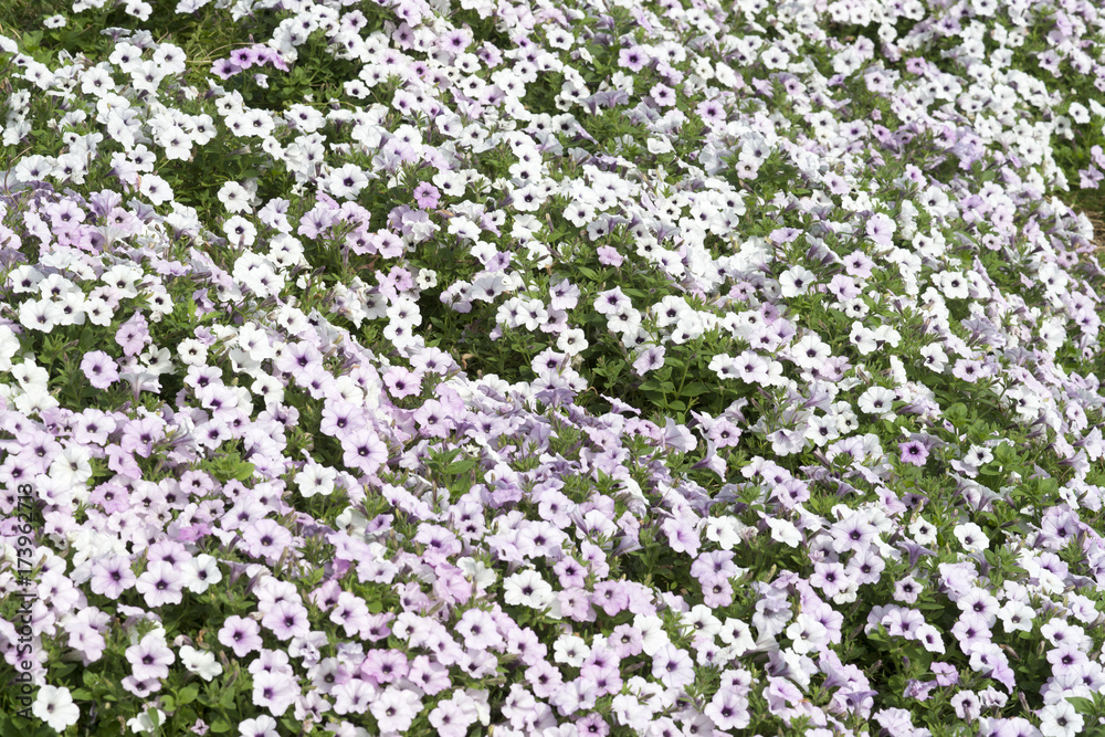 お花畑 お花畑
