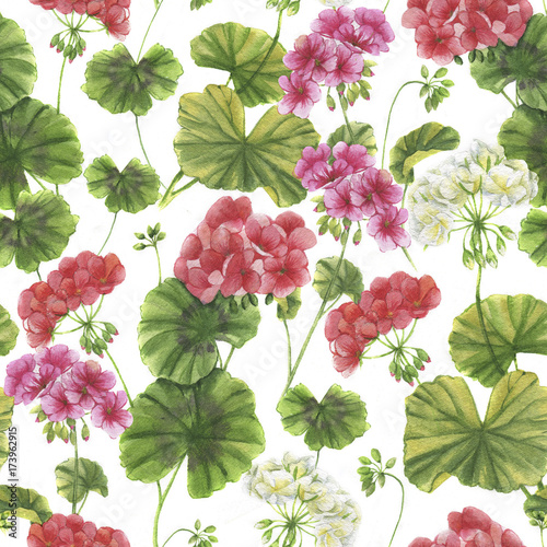 Hand drawn watercolor botanical pattern. Seamless background with vibrant geranium blossom. Natural decorative wallpapers  repeated colorful flowers