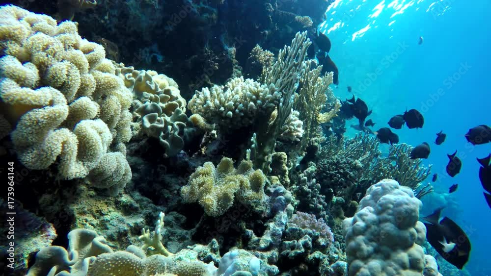 Tropical fish and coral reef. Underwater life in the ocean. Colorful corals and fish. Tropical fish and coral reef. Underwater life in the ocean. Colorful corals and fish.