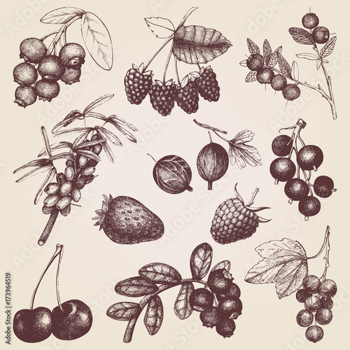 Vector collection  of hand drawn berries illustrations. Vintage sketches set . High detailed food elements.