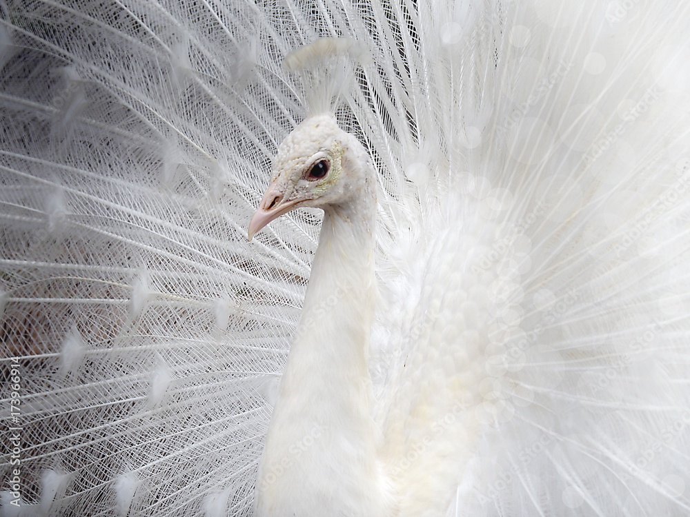 Obraz premium Beautiful Peacock