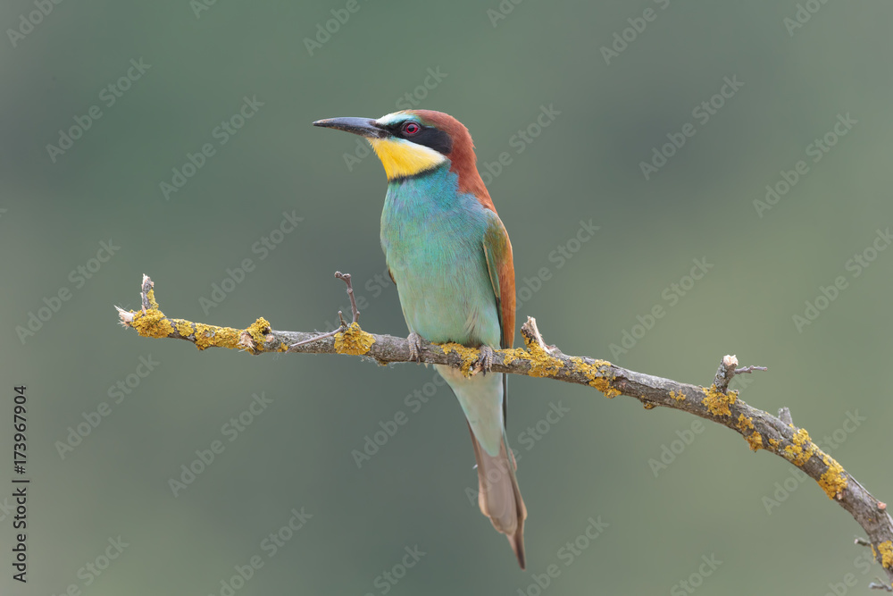 Bee eater 019