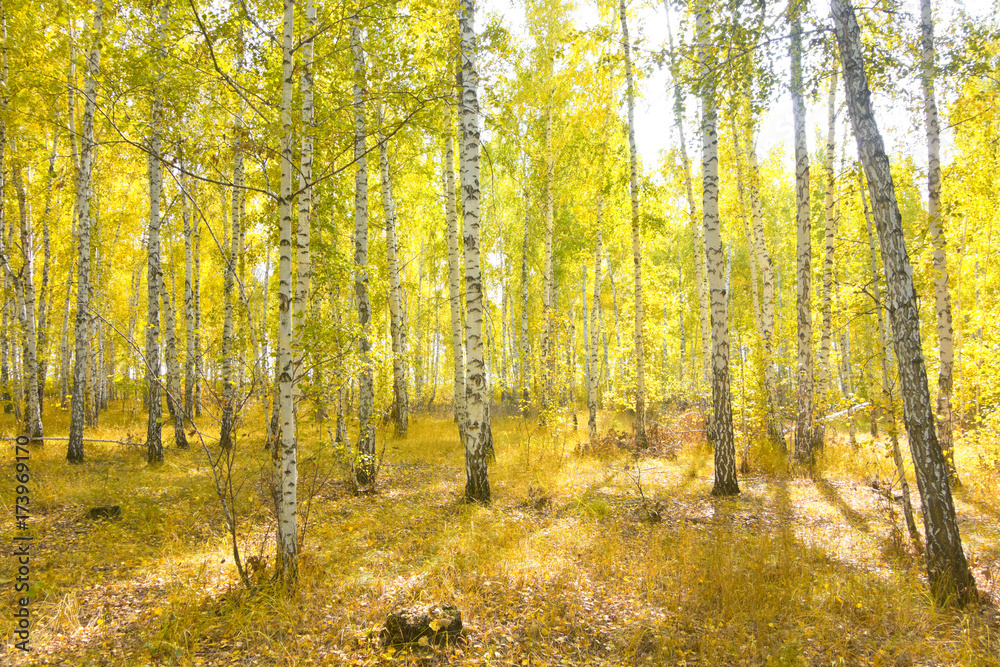 birch forest