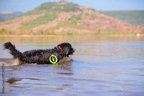 Fototapeta Naklejka Na Ścianę i Meble -  bernese mountain rescue dog water work training