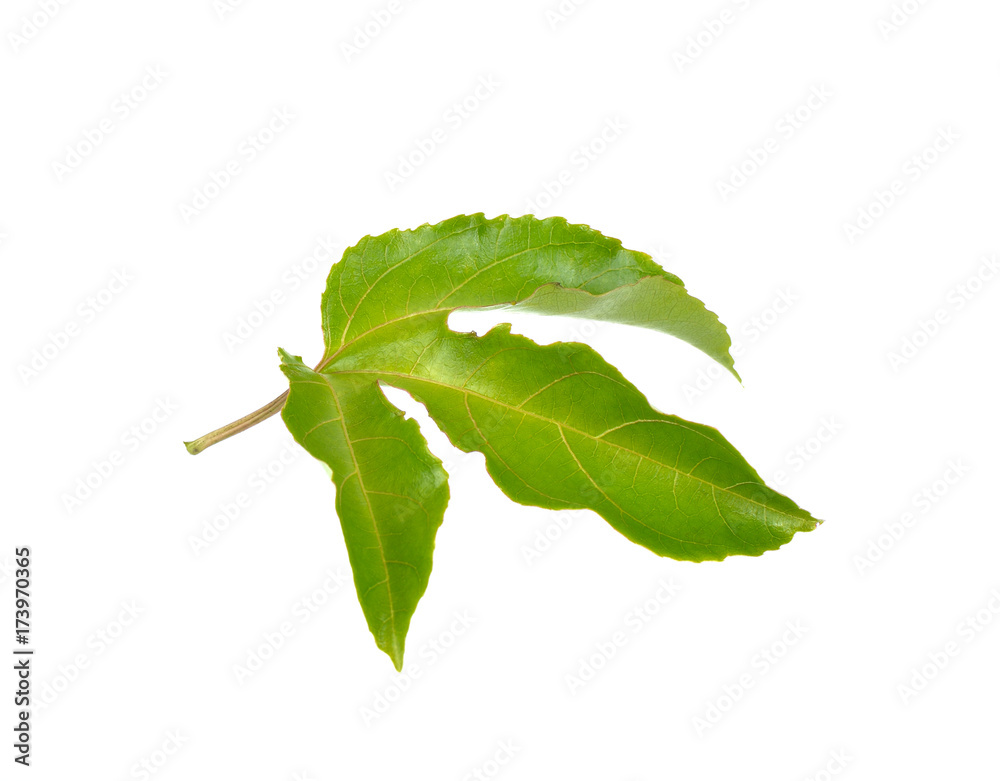 Fototapeta premium passion fruit leaf on white background