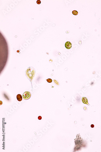 Fotografie Phacus is a genus of unicellular protists, of the phylum Euglenozoa