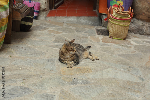 Cat relaxing outside