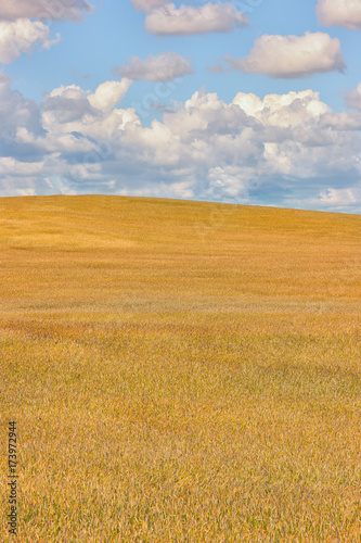 Field of cereal and blue sky