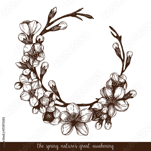  Hand drawn blooming  fruit tree twig illustration. Isolated on white.