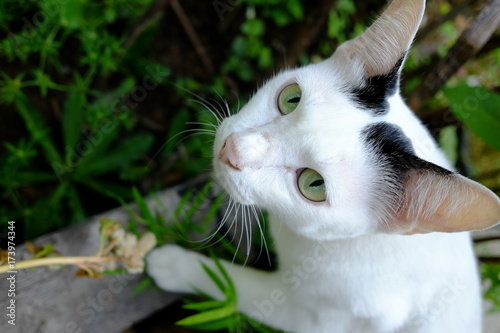 Foto White cat hiding in the grass