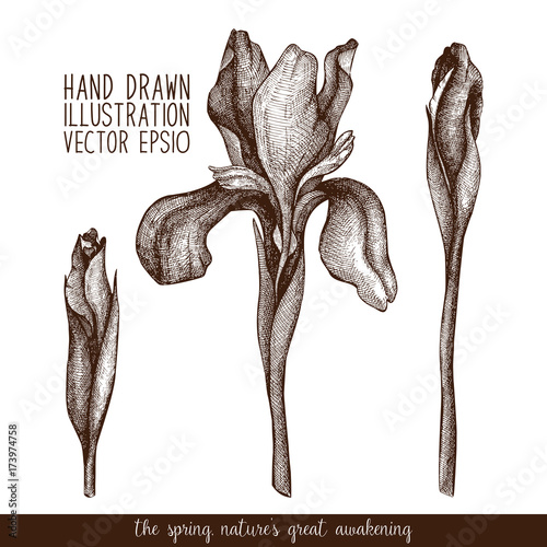 Fototapeta Naklejka Na Ścianę i Meble -  Vintage collection of vector hand drawn iris flowers isolated on white
