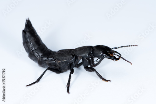 Devil's coach horse beetle on a white underground photo