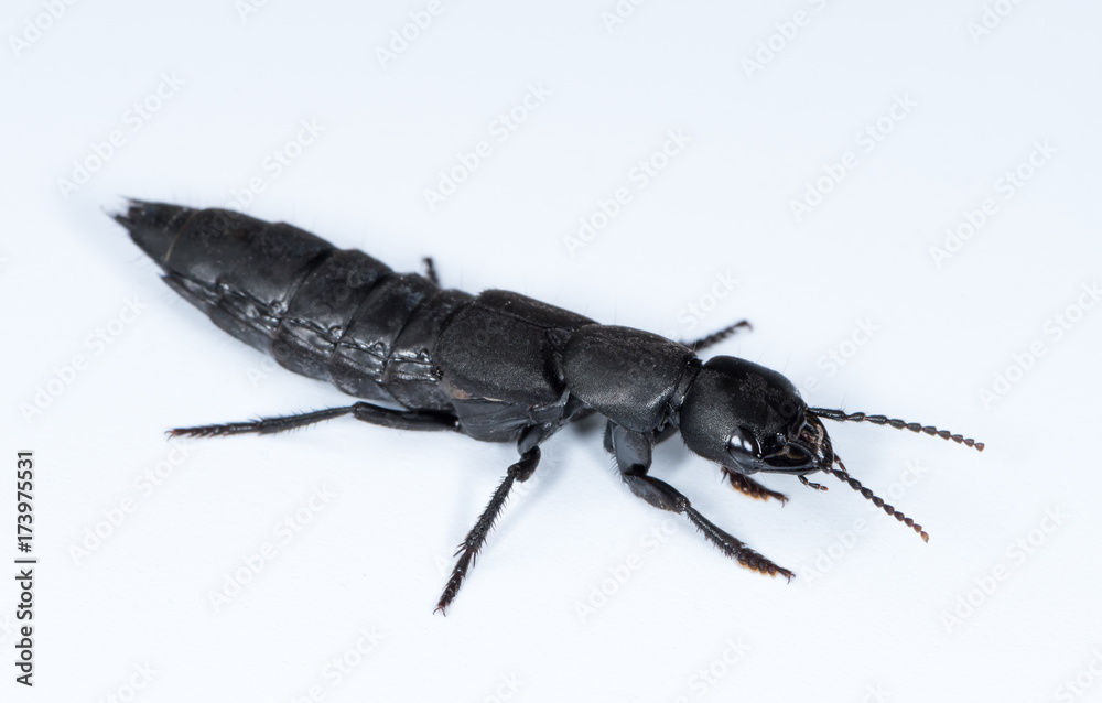 Devil's coach horse beetle on a white underground Devil's coach horse beetle on a white underground