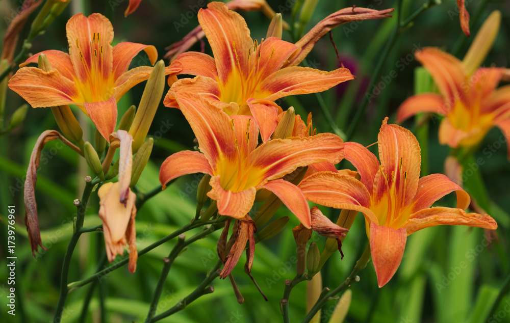 schöne Lilien schöne Lilien