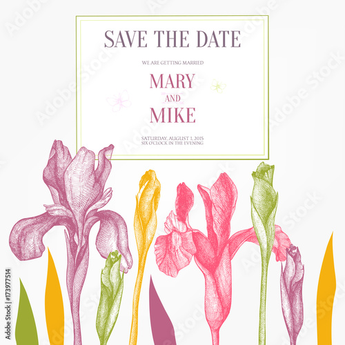 Fototapeta Naklejka Na Ścianę i Meble -  Vintage collection of vector hand drawn iris flowers isolated on white