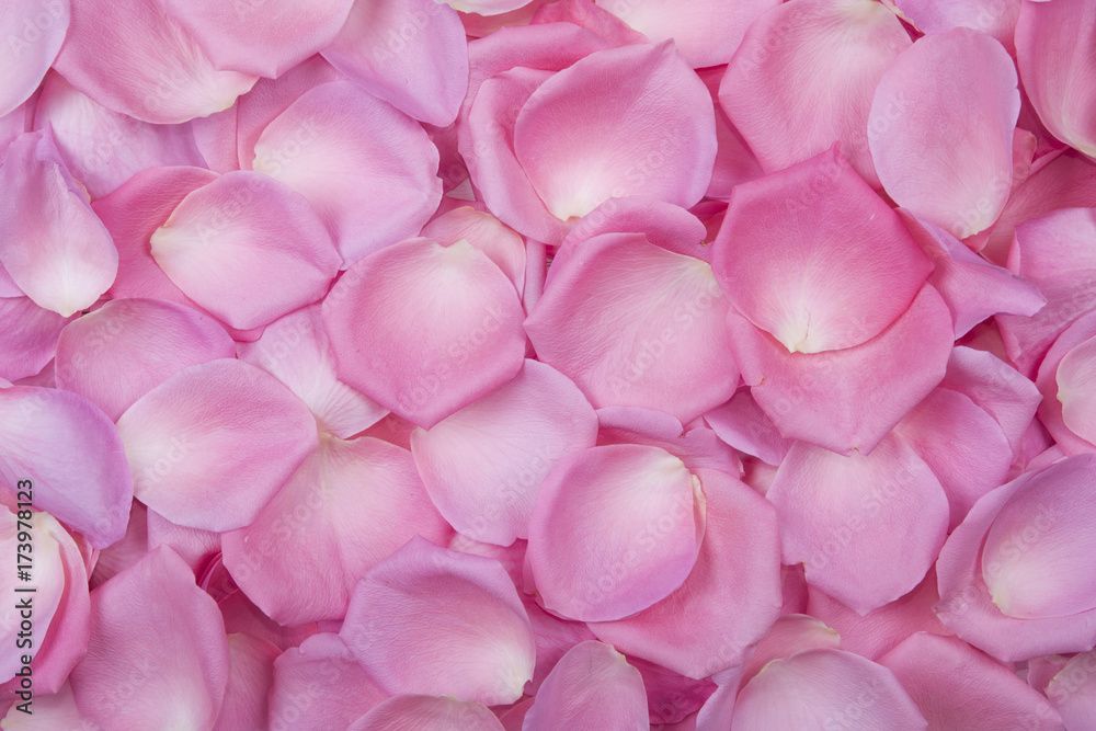 Background of pink rose petals. Top view..