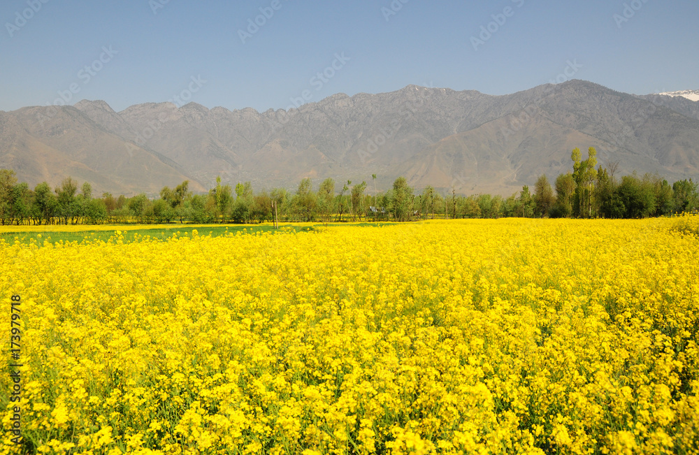 Beautiful mustard field in Kashmir, India with the mountain in background