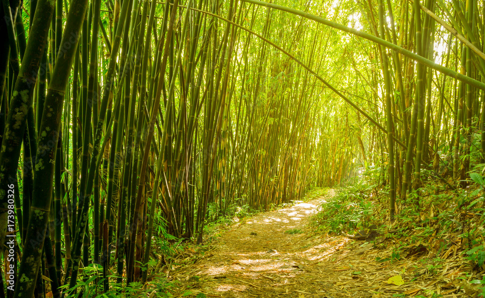 Obraz premium Bamboo garden