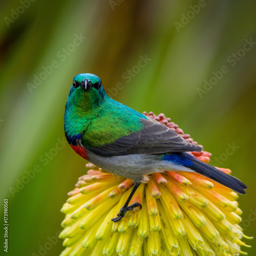 Southern Double-collared Sunbird