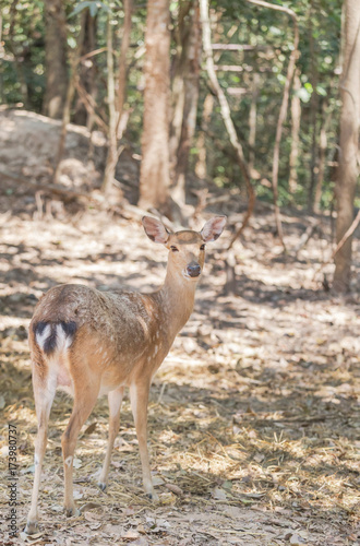 young sika deers or spotted deers or Japanese deers (Cervus nippon) resting in natural 