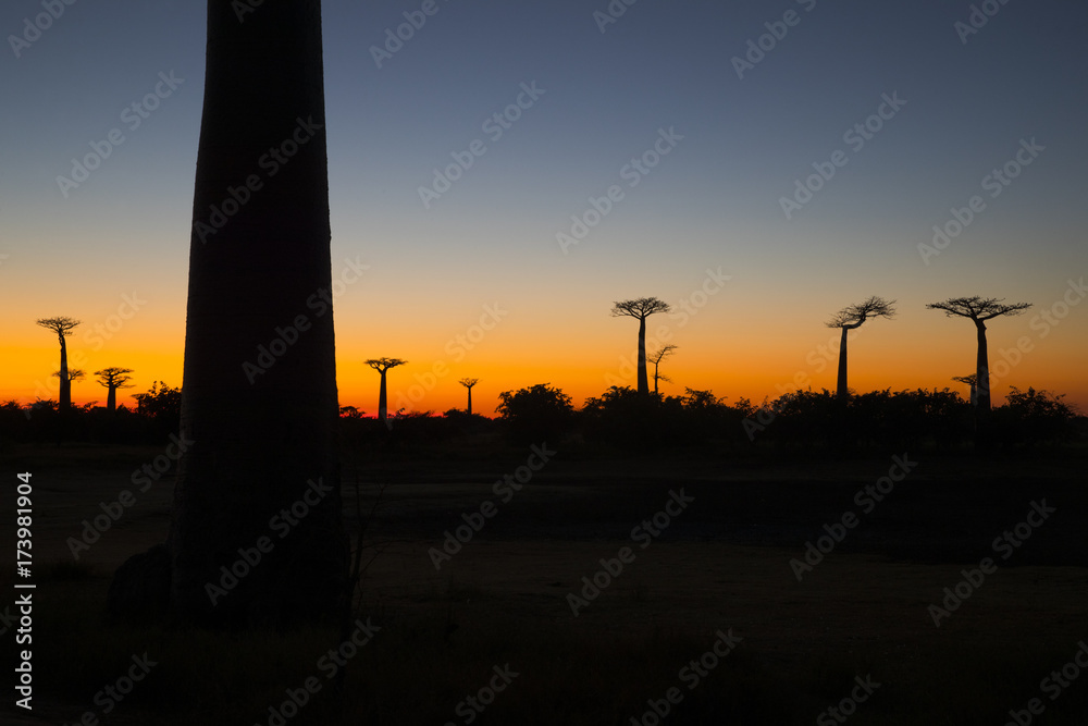 Naklejka premium Baobab Baeume im Sonnenuntergang