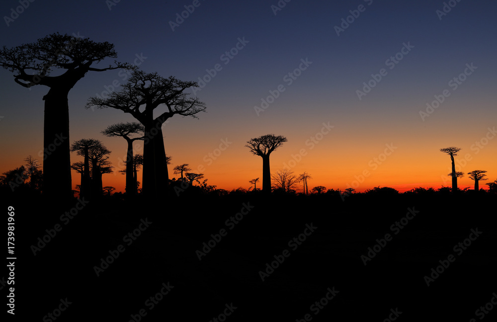 Baobab Baeume im Sonnenuntergang