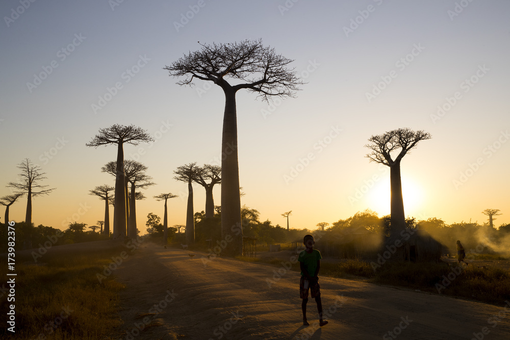 Baobab Allee im Sonnenuntergang