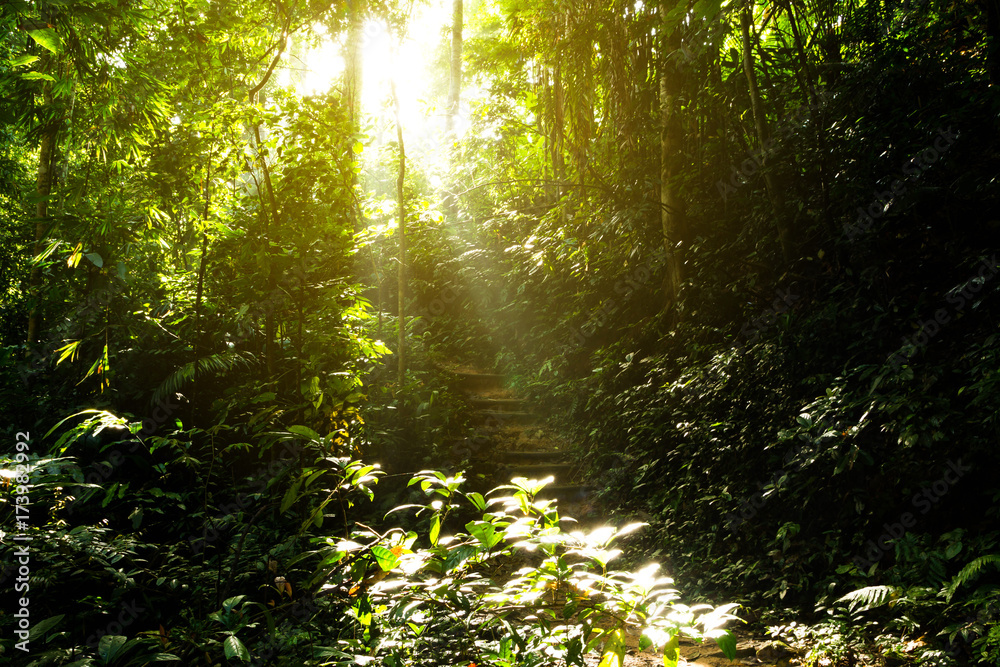 Wooden stairs on jungle