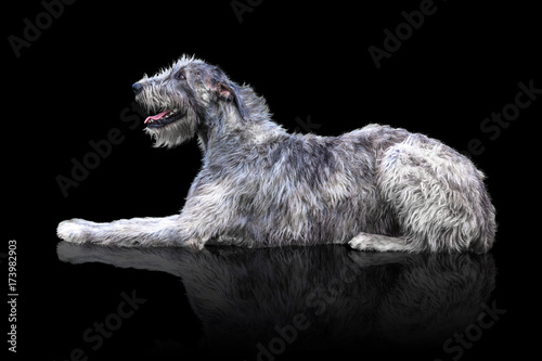 Big grey dog lies isolated on black background. Irish Wolfhound photo