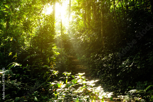 Fototapeta Naklejka Na Ścianę i Meble -  Wooden stairs on jungle